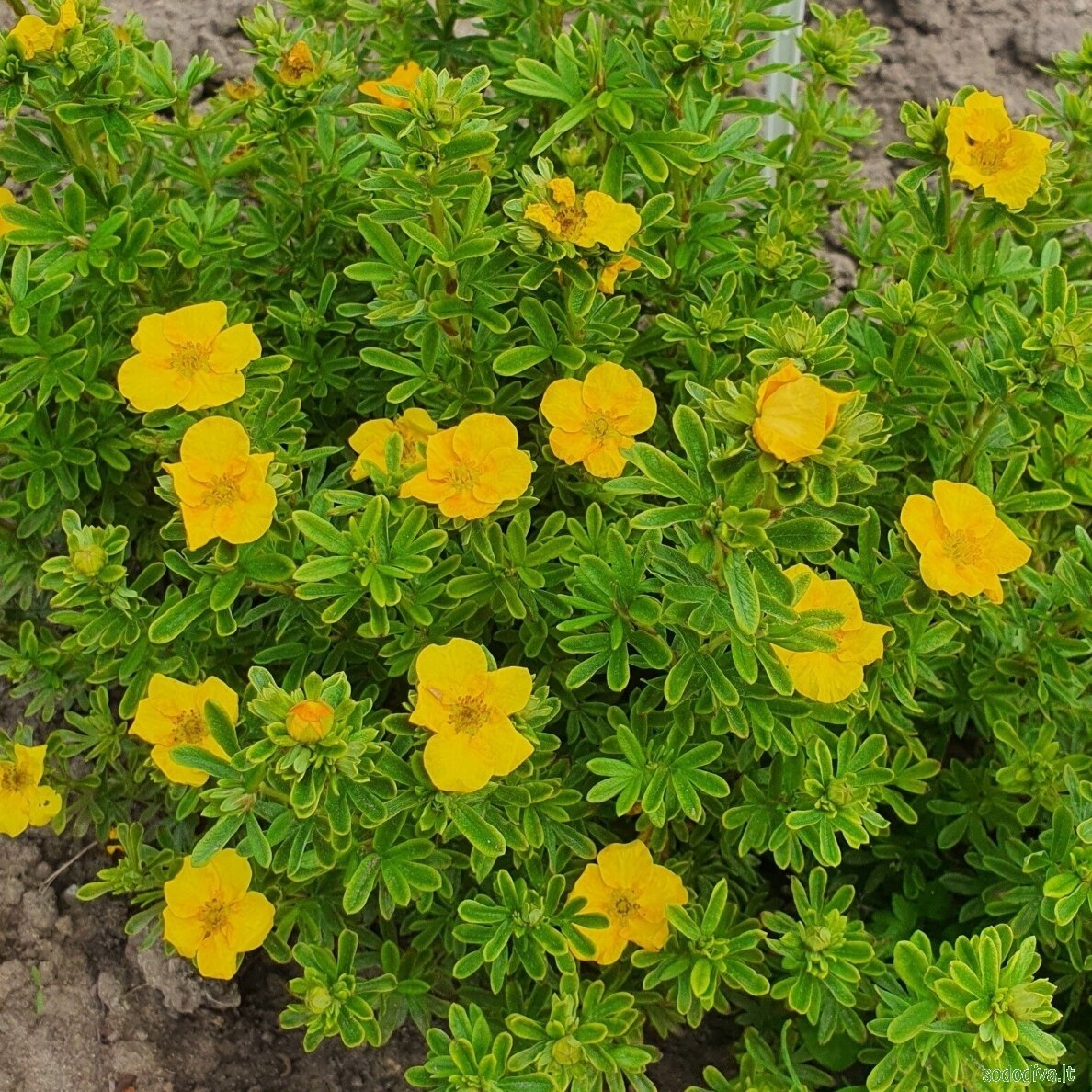Sidabrakrūmis paprastasis 'MANGO TANGO' 3 Sidabrakrūmis paprastasis 'MANGO TANGO' 3