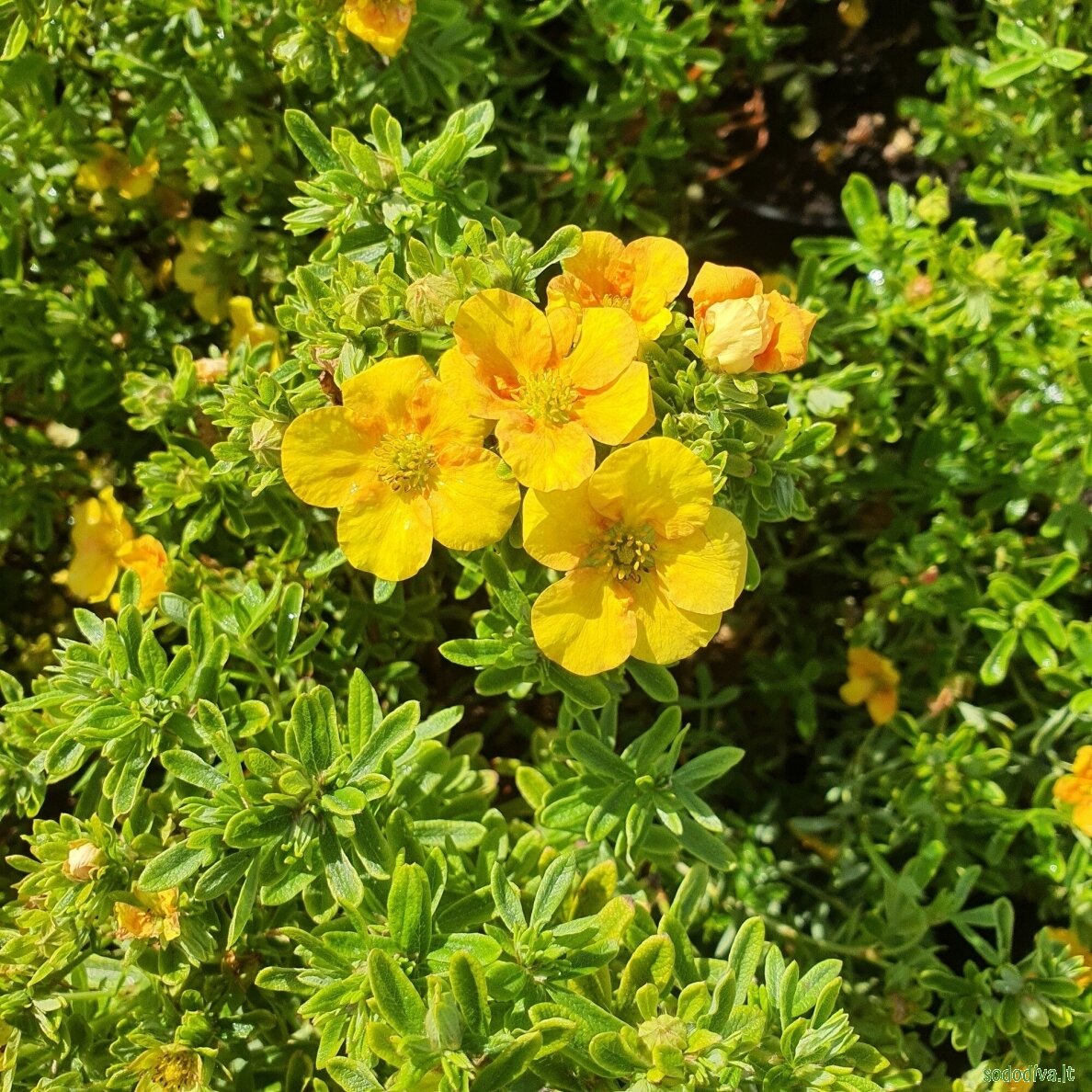 Sidabrakrūmis paprastasis 'MANGO TANGO' 4 Sidabrakrūmis paprastasis 'MANGO TANGO' 4