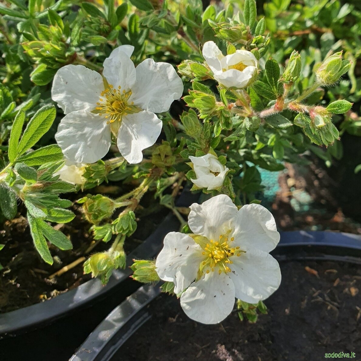 Sidabrakrūmis 'WHITE LADY' 2 Sidabrakrūmis 'WHITE LADY' 2