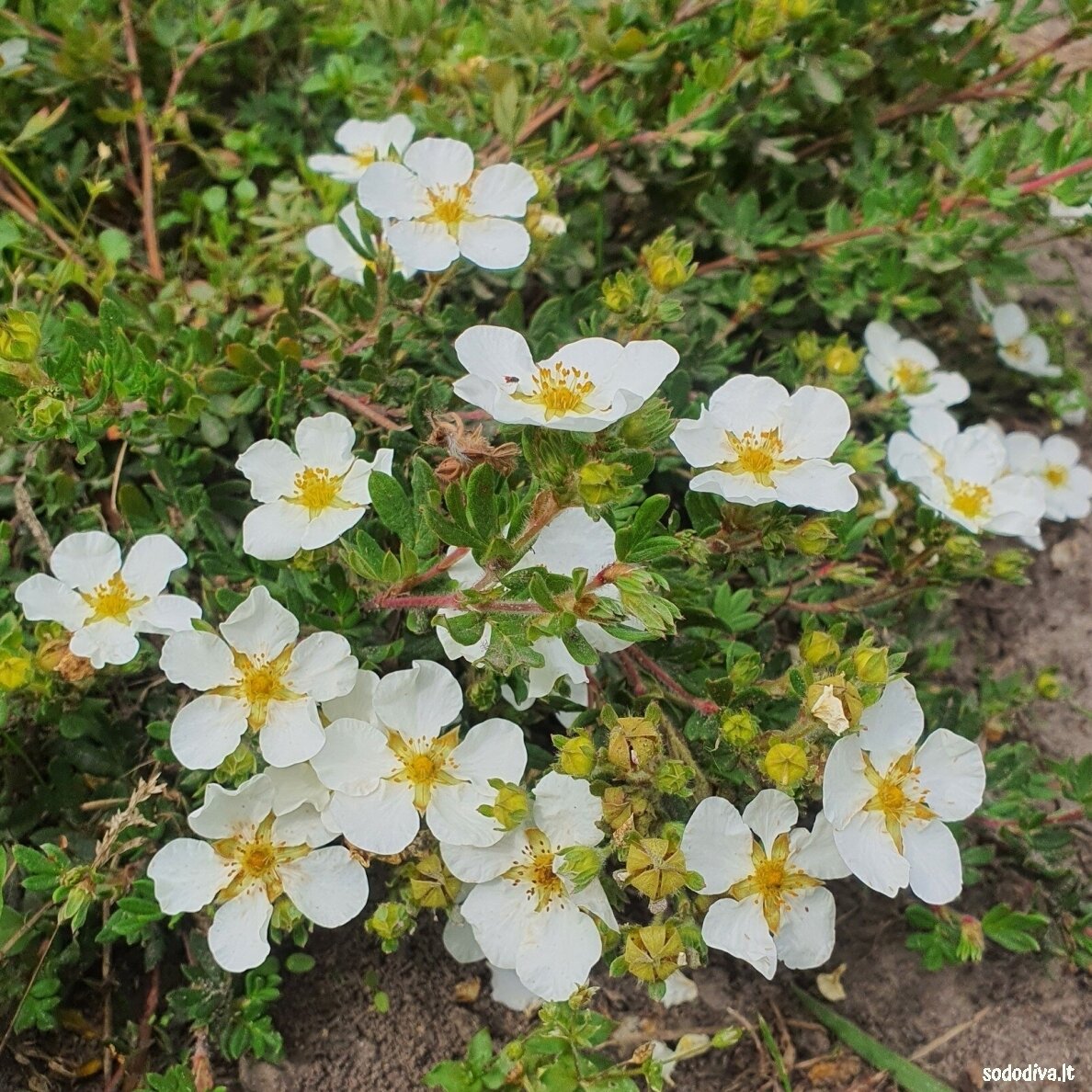 Sidabrakrūmis 'WHITE LADY' Sidabrakrūmis 'WHITE LADY'