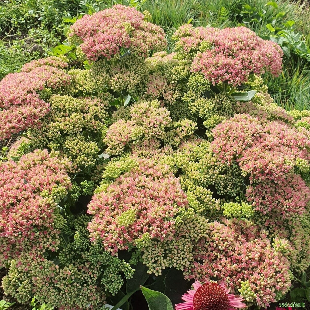 Šilokas 'HERBSTFREUDE' ('Autumn Joy') 2