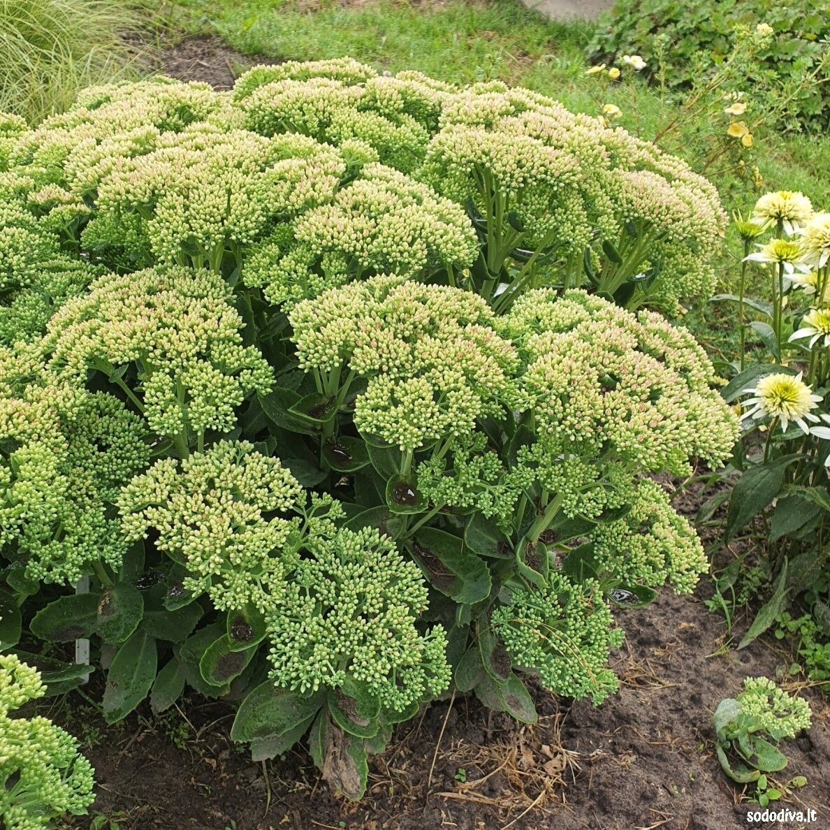 Šilokas 'HERBSTFREUDE' ('Autumn Joy') 1