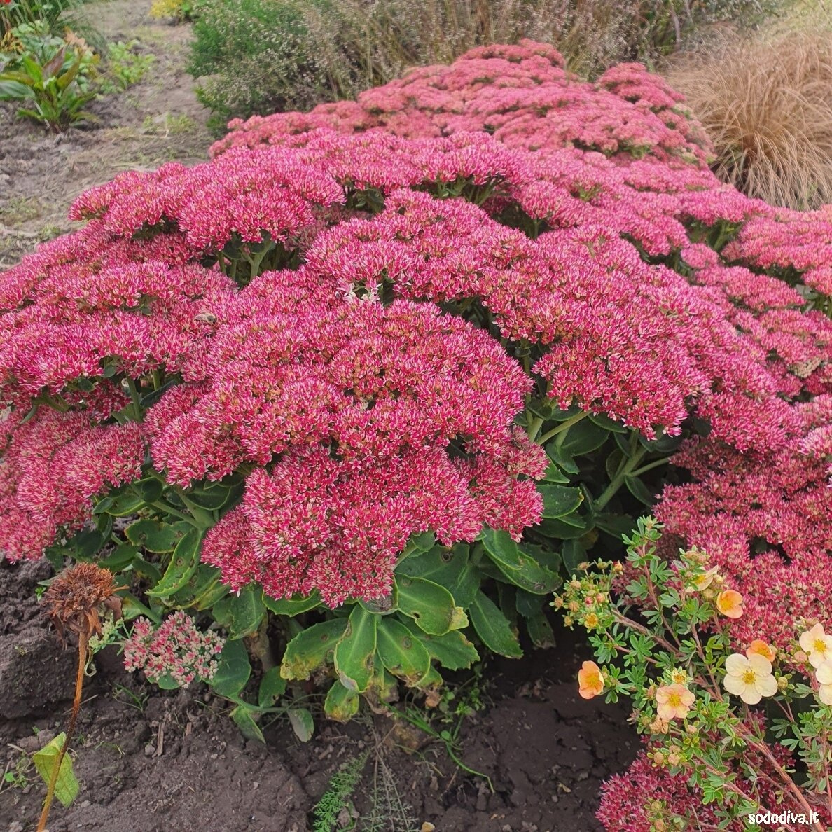 Šilokas 'HERBSTFREUDE' ('Autumn Joy') 3