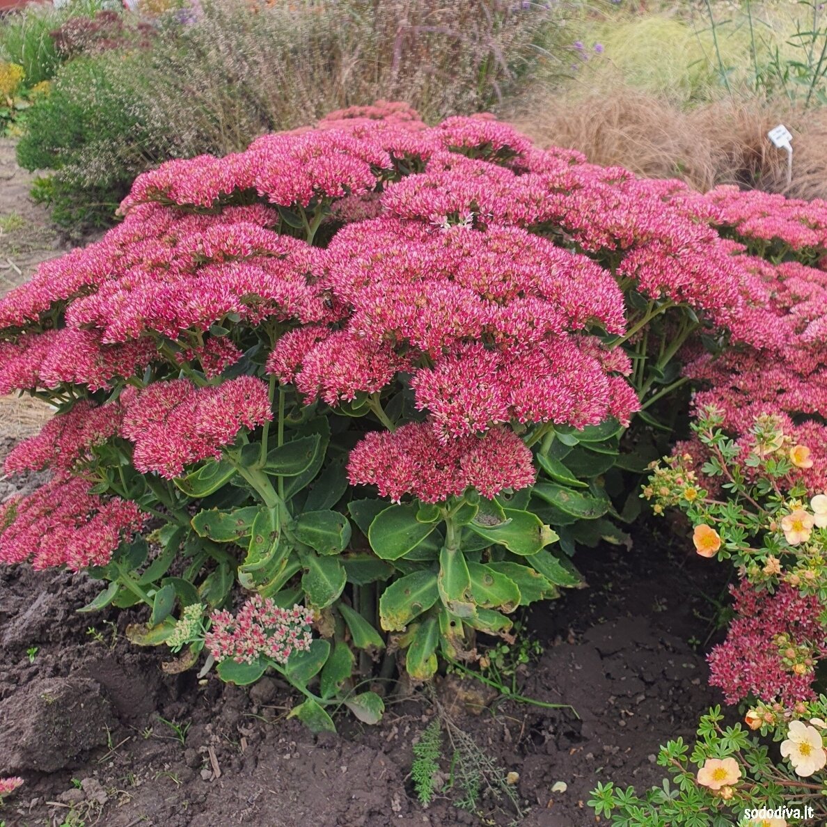 Šilokas 'HERBSTFREUDE' ('Autumn Joy')