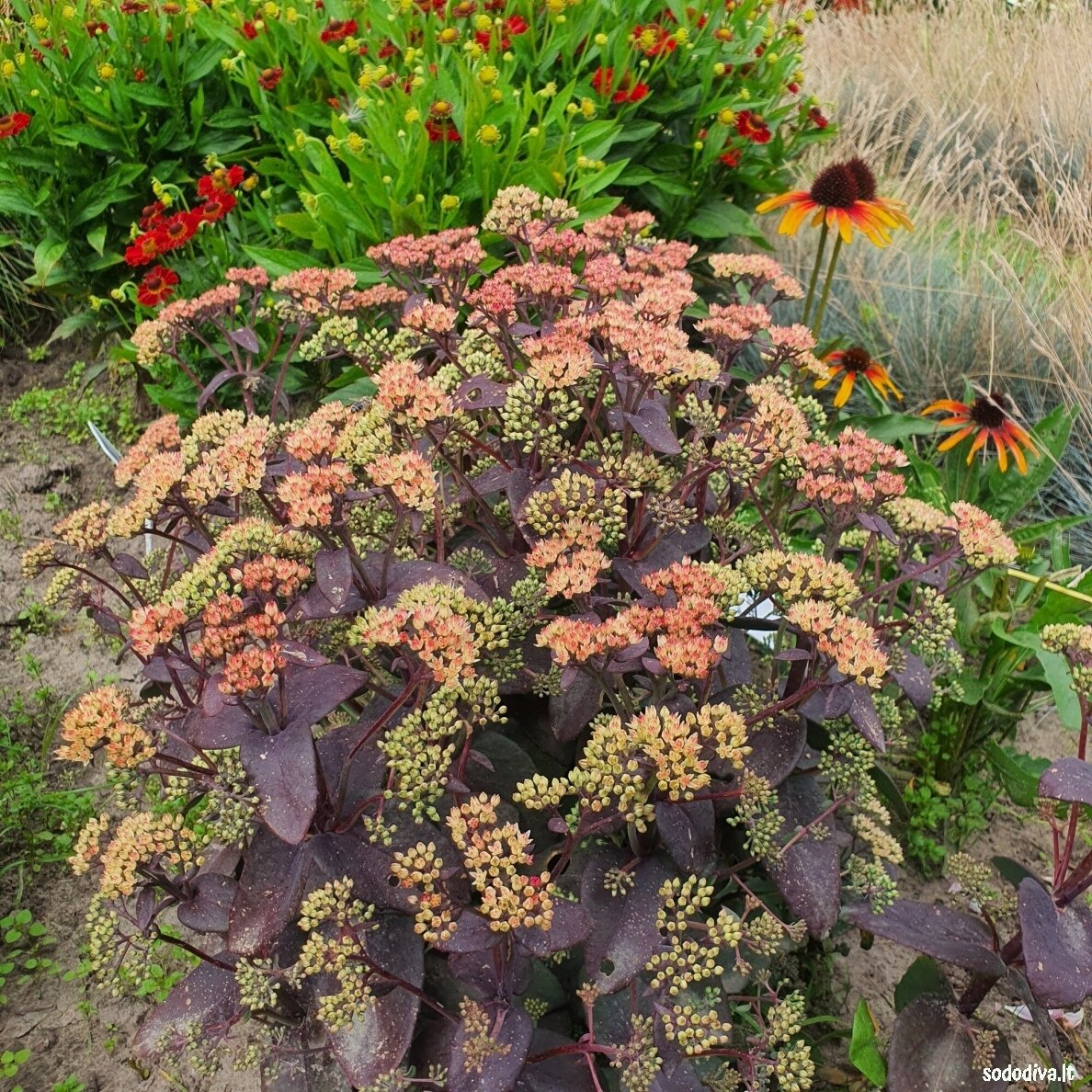 Šilokas ‘RAINBOW XENOX‘ 1