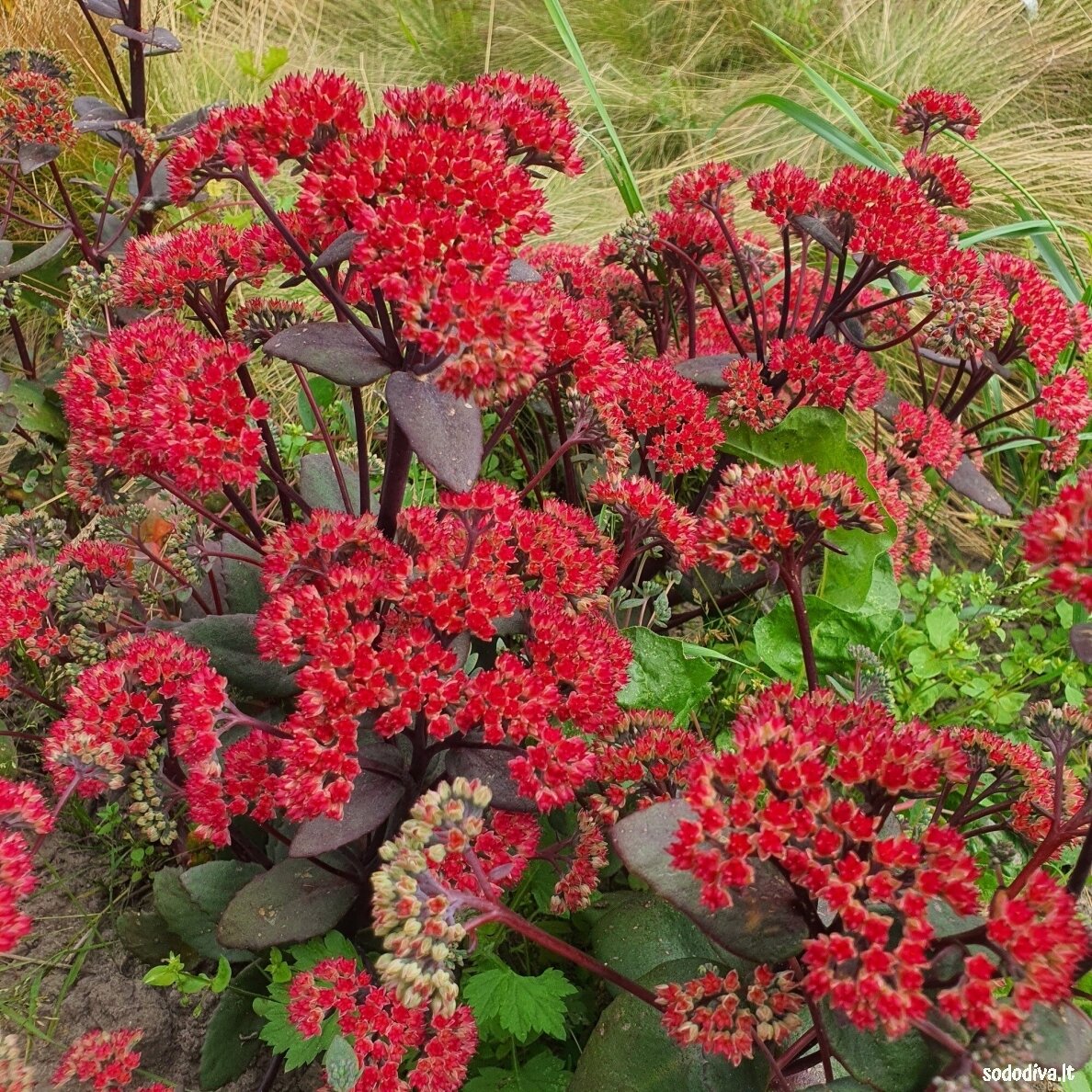 Šilokas 'RED CAULI' 1 Šilokas 'RED CAULI' 1