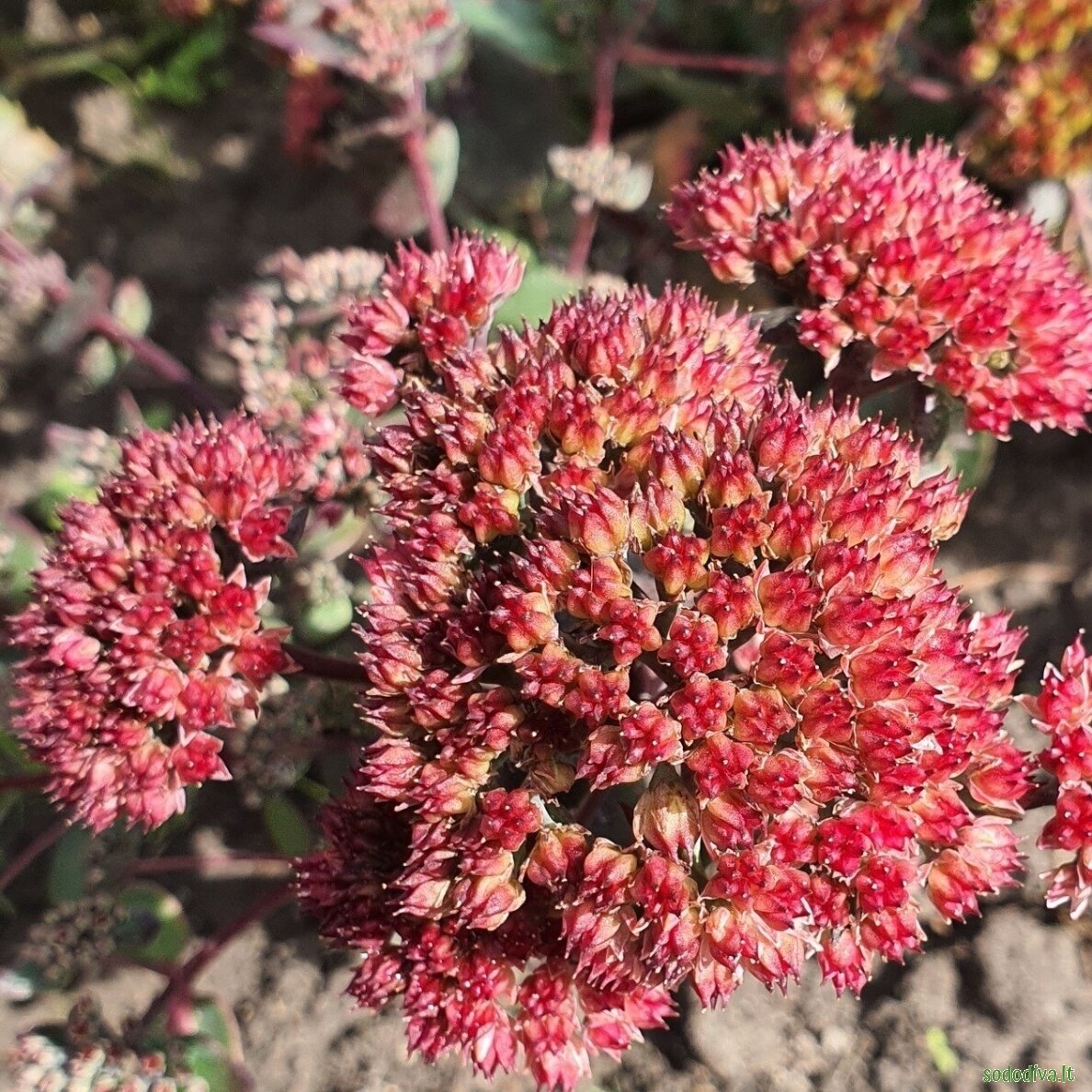 Šilokas 'RED CAULI' 2 Šilokas 'RED CAULI' 2