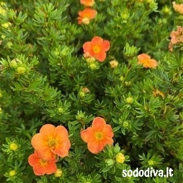Sidabrakrūmis paprastasis 'RED ACE' 1 Sidabrakrūmis paprastasis 'RED ACE' 1