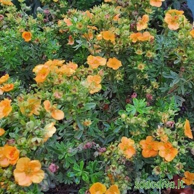 Sidabrakrūmis paprastasis 'MANGO TANGO' 1 Sidabrakrūmis paprastasis 'MANGO TANGO' 1
