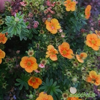 Sidabrakrūmis paprastasis 'MANGO TANGO' 2 Sidabrakrūmis paprastasis 'MANGO TANGO' 2