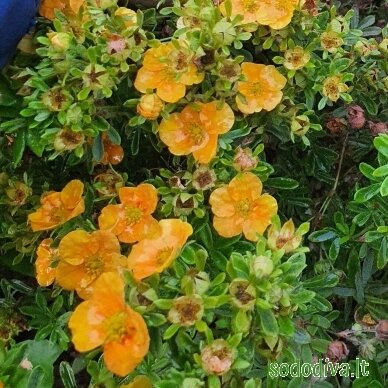 Sidabrakrūmis paprastasis 'MANGO TANGO' Sidabrakrūmis paprastasis 'MANGO TANGO'