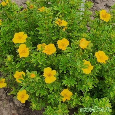 Sidabrakrūmis paprastasis 'MANGO TANGO' 3 Sidabrakrūmis paprastasis 'MANGO TANGO' 3