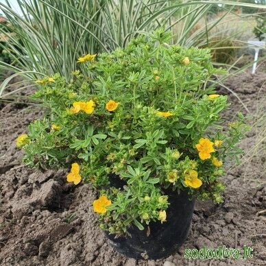 Sidabrakrūmis paprastasis 'MANGO TANGO' 5 Sidabrakrūmis paprastasis 'MANGO TANGO' 5