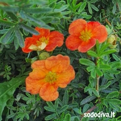 Sidabrakrūmis paprastasis 'RED ACE' Sidabrakrūmis paprastasis 'RED ACE'