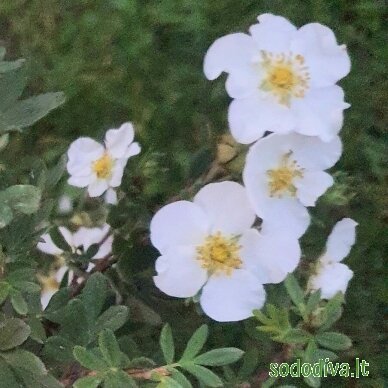 Sidabrakrūmis 'WHITE LADY' 1 Sidabrakrūmis 'WHITE LADY' 1
