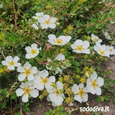 Sidabrakrūmis 'WHITE LADY' Sidabrakrūmis 'WHITE LADY'