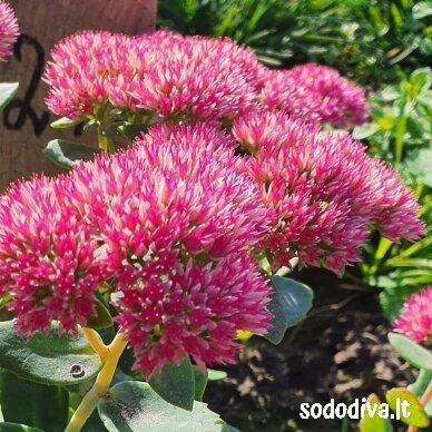 Šilokas 'HERBSTFREUDE' ('Autumn Joy') 4