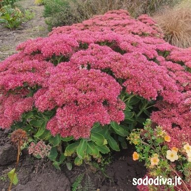 Šilokas 'HERBSTFREUDE' ('Autumn Joy') 3