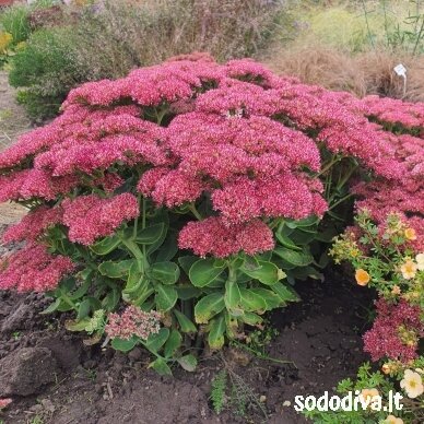Šilokas 'HERBSTFREUDE' ('Autumn Joy')