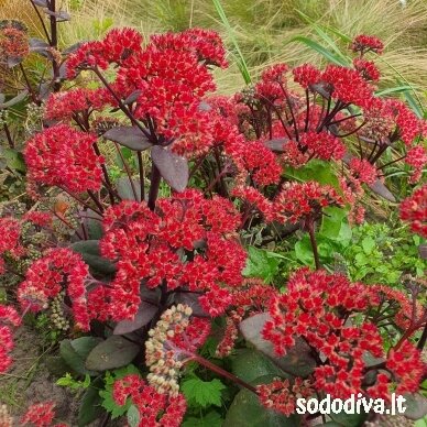Šilokas 'RED CAULI' 1 Šilokas 'RED CAULI' 1