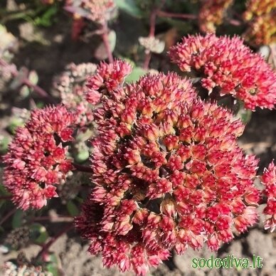 Šilokas 'RED CAULI' 2 Šilokas 'RED CAULI' 2
