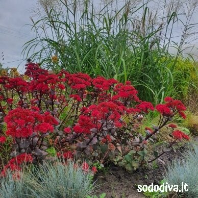 Šilokas 'RED CAULI' 4 Šilokas 'RED CAULI' 4