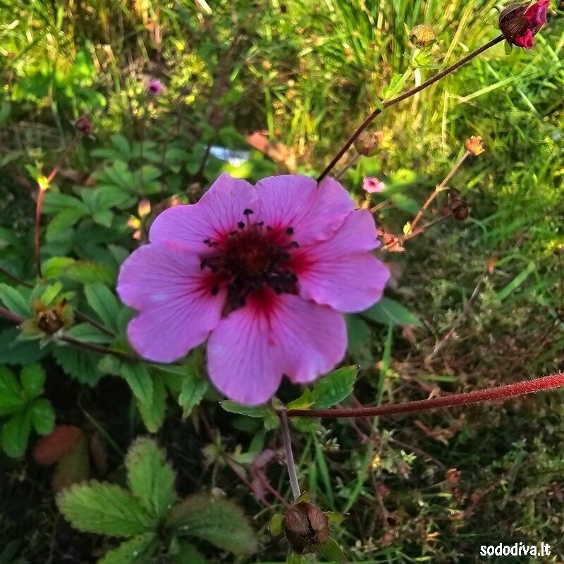 Sidabražolė nepalinė ‘MISS WILLMOTT‘ 3 Sidabražolė nepalinė ‘MISS WILLMOTT‘ 3