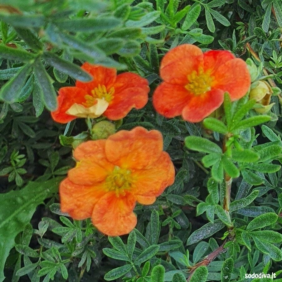 Sidabrakrūmis paprastasis 'RED ACE' Sidabrakrūmis paprastasis 'RED ACE'
