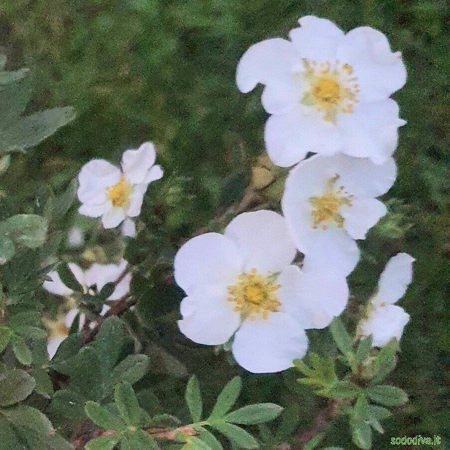 Sidabrakrūmis 'WHITE LADY' 1 Sidabrakrūmis 'WHITE LADY' 1