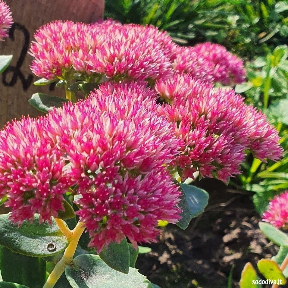 Šilokas 'HERBSTFREUDE' ('Autumn Joy') 4