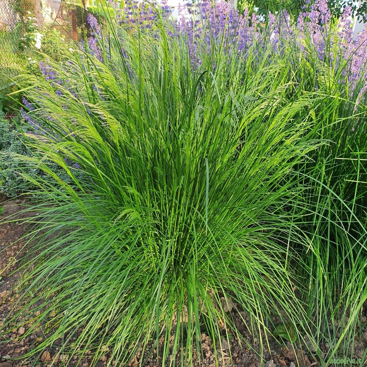 Šluotsmilgė kupstinė 'GOLDTAU' 4 Šluotsmilgė kupstinė 'GOLDTAU' 4