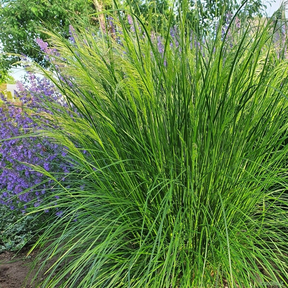 Šluotsmilgė kupstinė 'GOLDTAU' Šluotsmilgė kupstinė 'GOLDTAU'