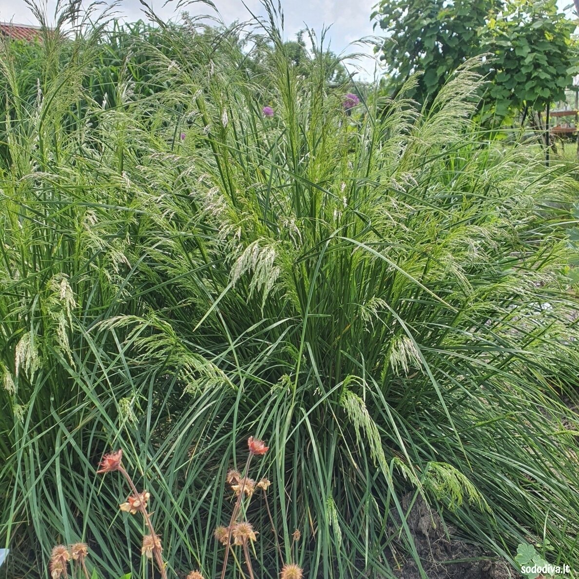 Šluotsmilgė kupstinė ‘PALAVA‘ 1 Šluotsmilgė kupstinė ‘PALAVA‘ 1