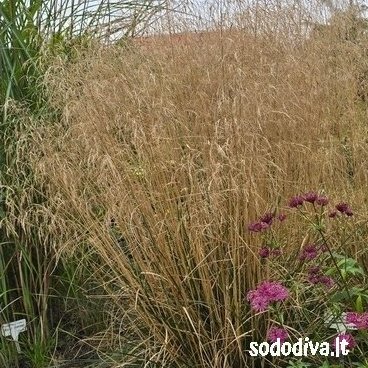 Šluotsmilgė kupstinė ‘PALAVA‘ 5 Šluotsmilgė kupstinė ‘PALAVA‘ 5