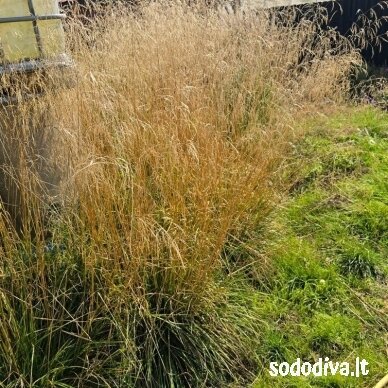 Šluotsmilgė kupstinė 'GOLDSCHLEIER' Šluotsmilgė kupstinė 'GOLDSCHLEIER'