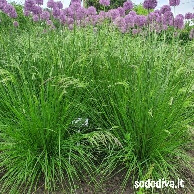 Šluotsmilgė kupstinė 'GOLDTAU' 3 Šluotsmilgė kupstinė 'GOLDTAU' 3