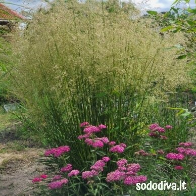 Šluotsmilgė kupstinė ‘PALAVA‘ 4 Šluotsmilgė kupstinė ‘PALAVA‘ 4