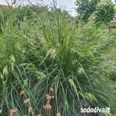 Šluotsmilgė kupstinė ‘PALAVA‘ 1 Šluotsmilgė kupstinė ‘PALAVA‘ 1