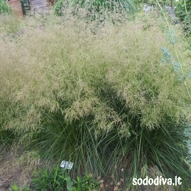 Šluotsmilgė kupstinė ‘PALAVA‘ Šluotsmilgė kupstinė ‘PALAVA‘