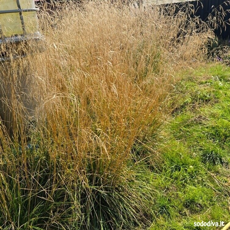 Šluotsmilgė kupstinė 'GOLDSCHLEIER' Šluotsmilgė kupstinė 'GOLDSCHLEIER'