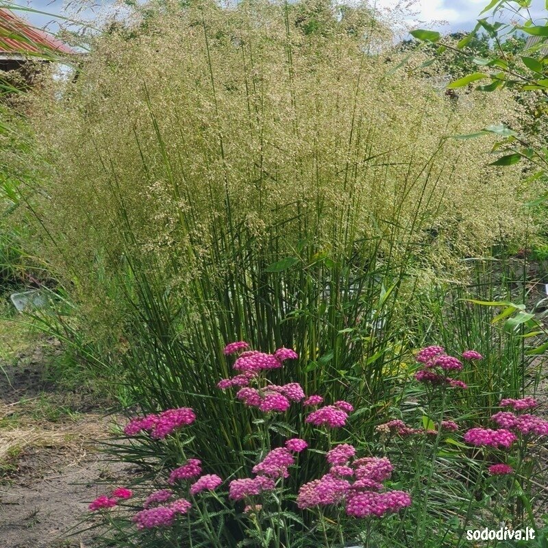 Šluotsmilgė kupstinė ‘PALAVA‘ 4 Šluotsmilgė kupstinė ‘PALAVA‘ 4