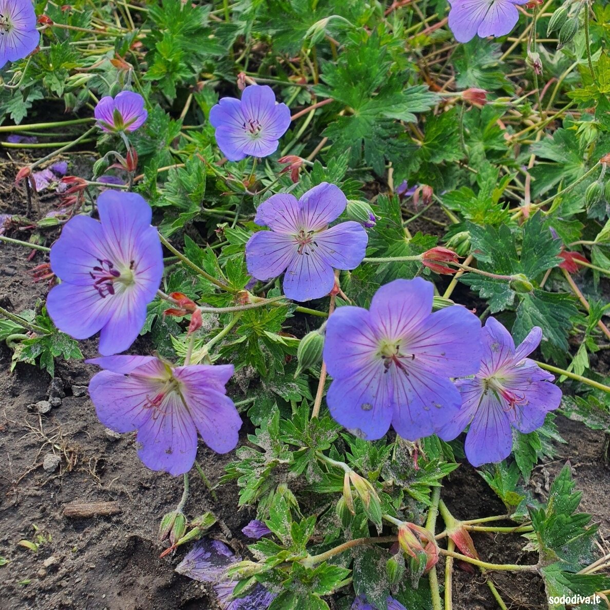Snaputis ‘AZURE RUSH‘ Snaputis ‘AZURE RUSH‘