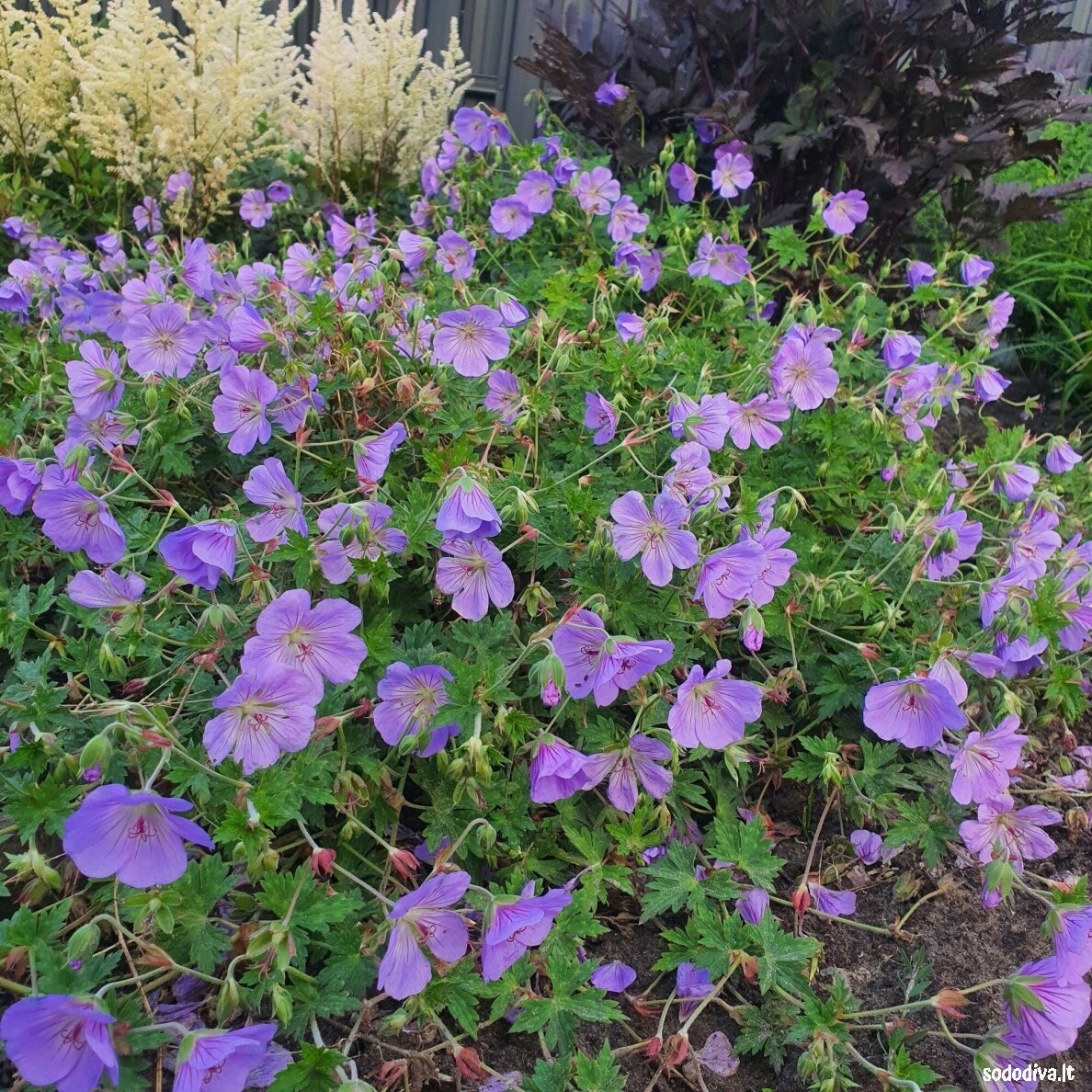 Snaputis ‘AZURE RUSH‘ 2 Snaputis ‘AZURE RUSH‘ 2