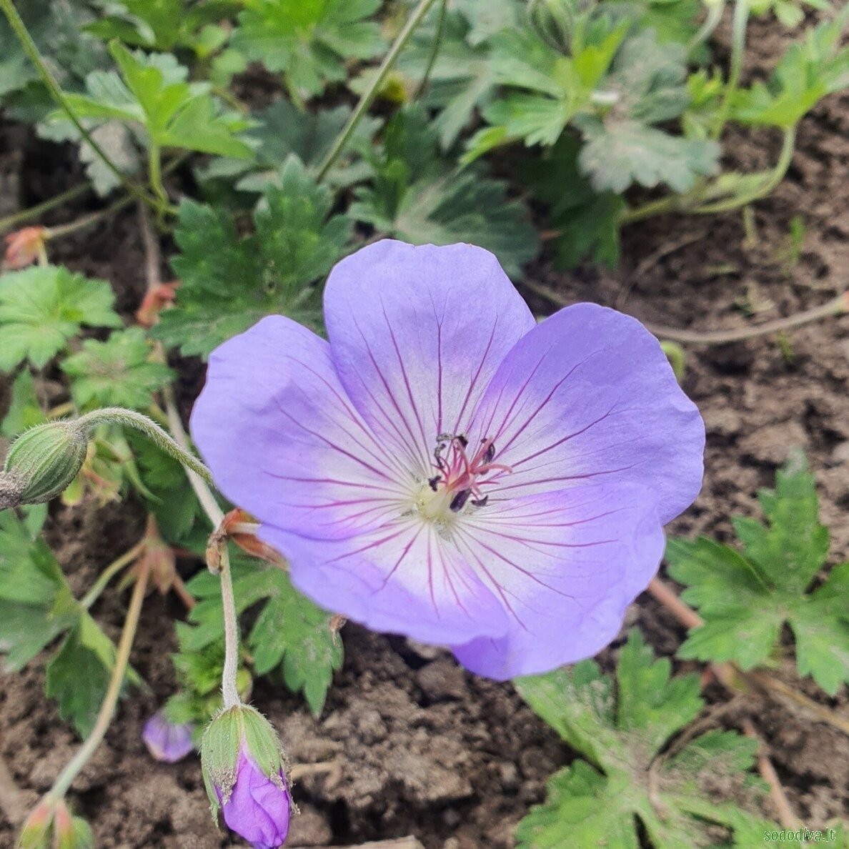 Snaputis ‘AZURE RUSH‘ 1 Snaputis ‘AZURE RUSH‘ 1