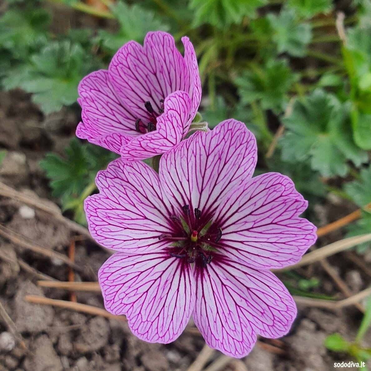 Snaputis ‘BALLERINA‘ Snaputis ‘BALLERINA‘