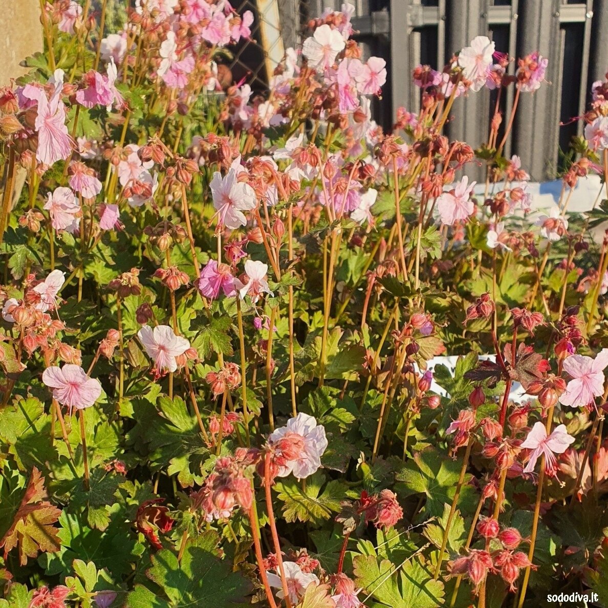 Snaputis 'BIOKOVO' Snaputis 'BIOKOVO'