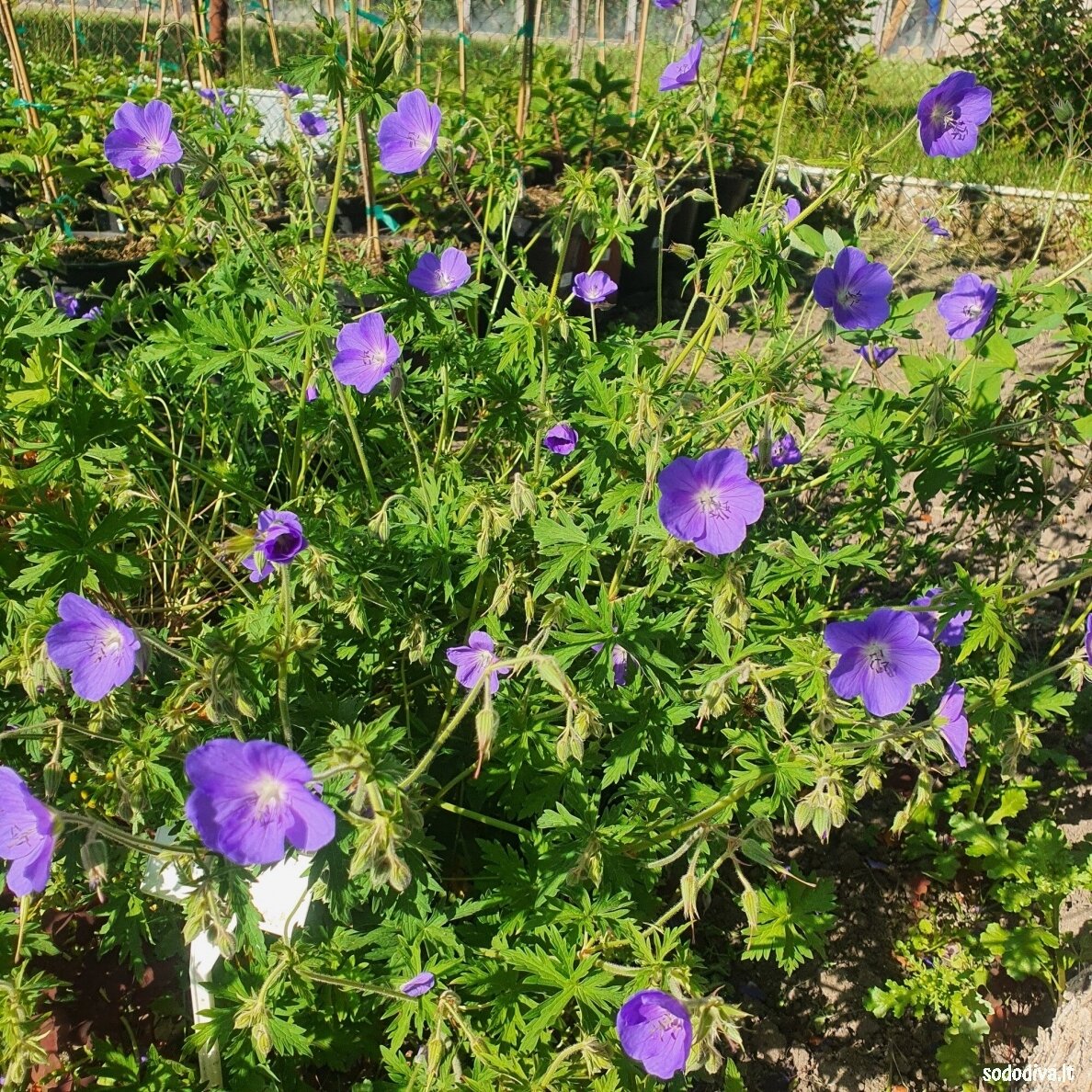 Snaputis 'BROOKSIDE' 4