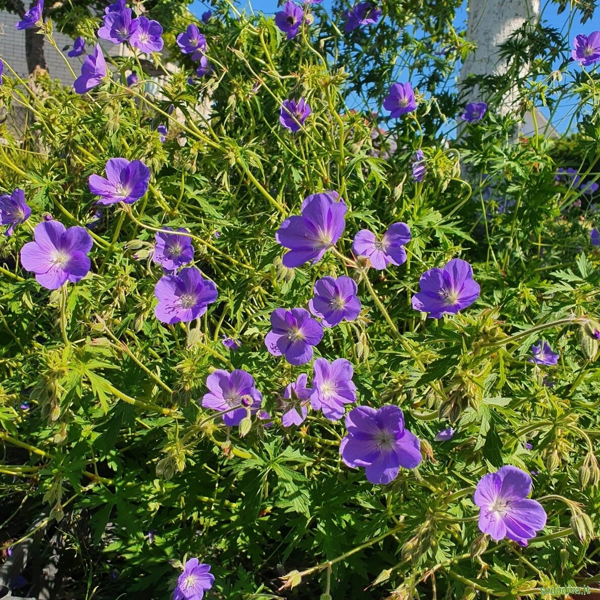 Snaputis 'BROOKSIDE' 2