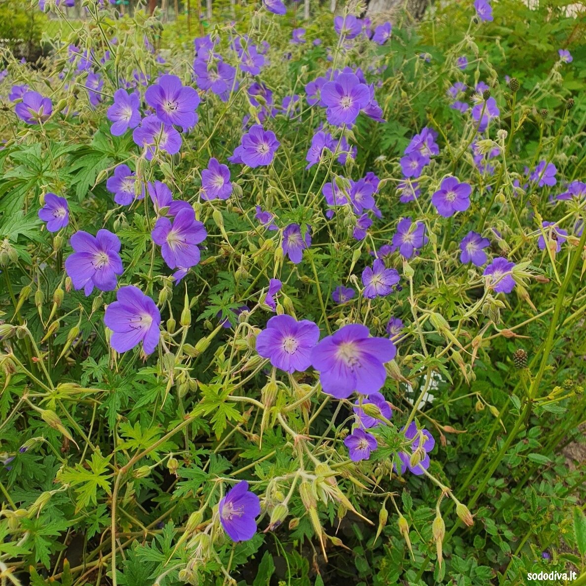 Snaputis 'BROOKSIDE'