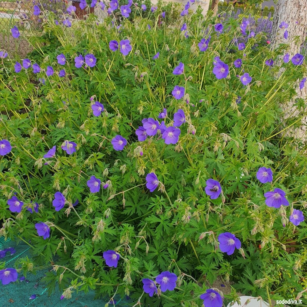 Snaputis 'BROOKSIDE' 1